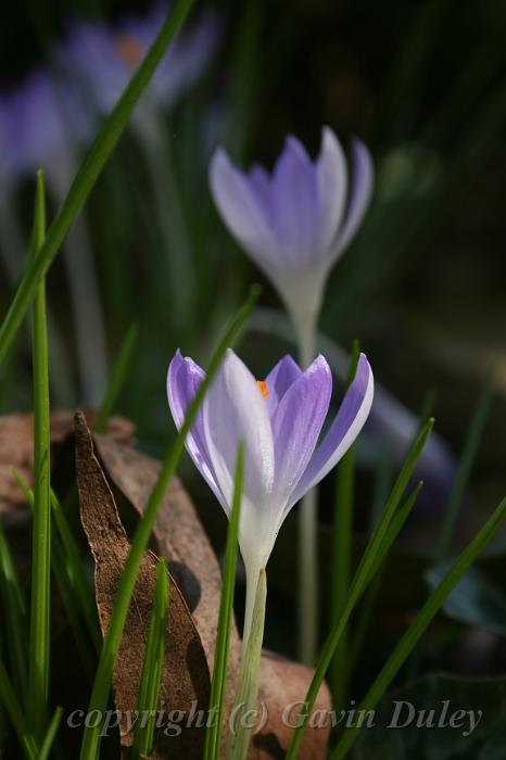 Crocuses, Tindale Gardens IMG_6822.JPG